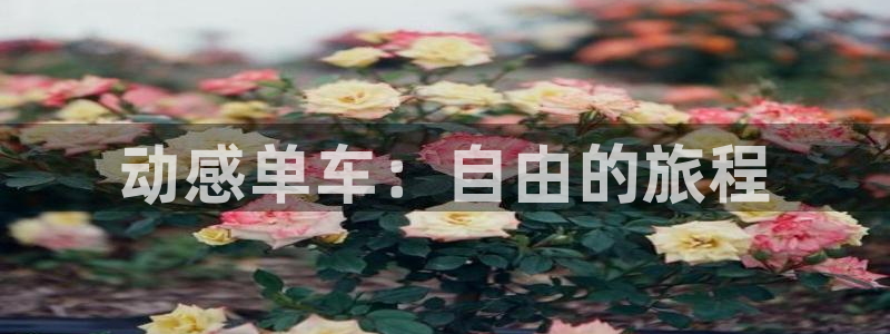 征途国际科技:动感单车:自由的旅程